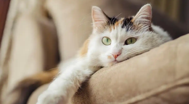 猫咪打喷嚏流鼻涕是感冒吗 猫咪打喷嚏流鼻涕是感冒吗