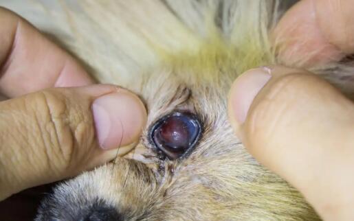 狗狗眼睛发红有分泌物? 狗狗眼睛发红有分泌物?