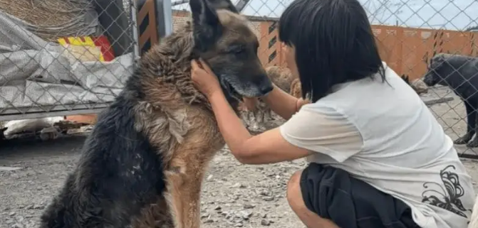 老狗看家护院一辈子,却被主人打断双腿送到了狗肉车上 老狗看家护院一辈子,却被主人打断双腿送到了狗肉车上