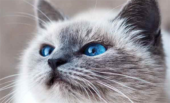布偶猫的孪生兄弟伯曼猫，外形性格都十分相似