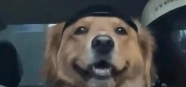 女子骗狗去公园玩,结果半路被狗识破:其实是去打针! 女子骗狗去公园玩,结果半路被狗识破:其实是去打针!