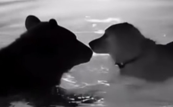 藏马熊进村咬死并拖走一条狗,引起当地居民重视 藏马熊进村咬死并拖走一条狗,引起当地居民重视