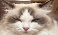 猫咪流眼泪打喷嚏怎么回事