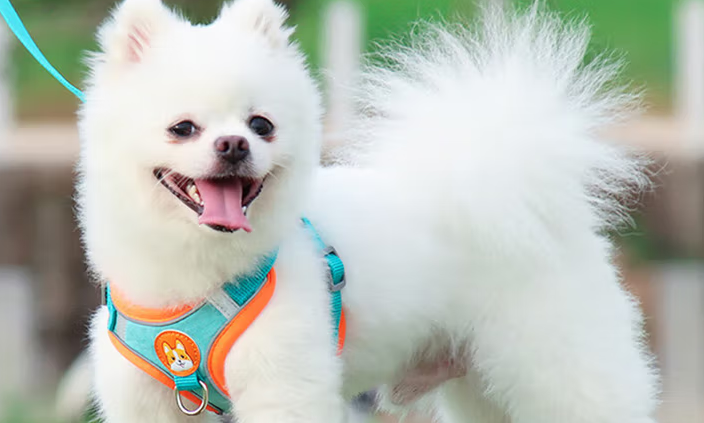 朗斯拓狗狗牵引背带怎么系 朗斯拓狗狗牵引背带怎么系