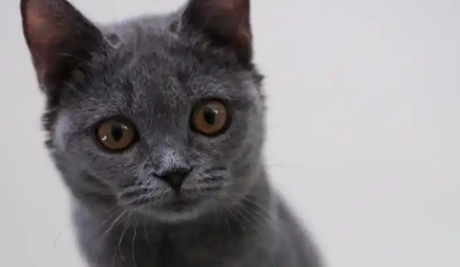 蓝猫穷养攻略：经济实惠又不失营养的饮食秘籍