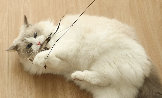 逗猫棒如何增进人猫互动?宅米兔用细节打造高质量陪伴 逗猫棒如何增进人猫互动?宅米兔用细节打造高质量陪伴