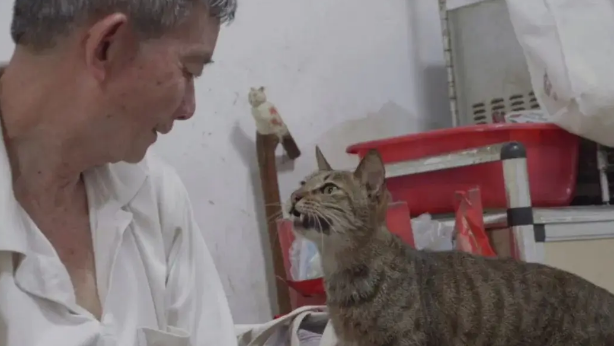 台风天救了几只小猫，半个月过去了……咋还这么委屈呢？ 