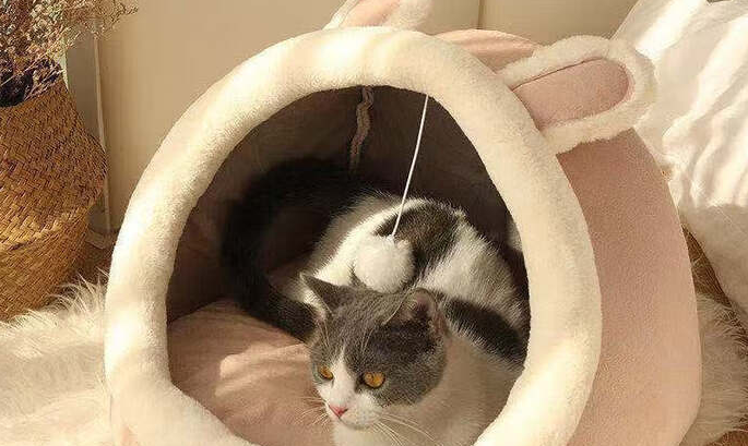 猫窝买什么样的比较好?今宠,让毛孩子拥有舒适空间 猫窝买什么样的比较好?今宠,让毛孩子拥有舒适空间