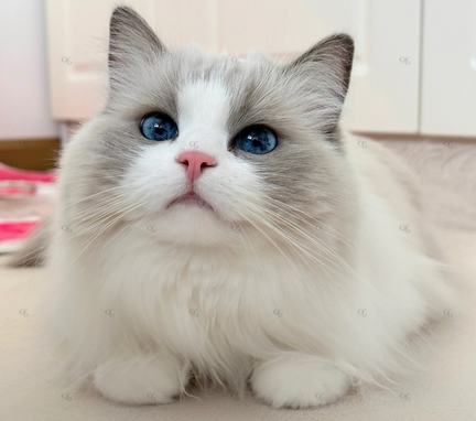 猫咪肺炎怎么治疗好得快 猫咪肺炎怎么治疗好得快