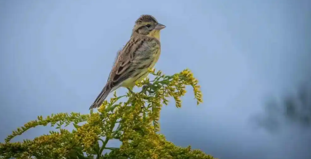 国家一级保护动物再次现身! 国家一级保护动物再次现身!
