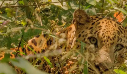 机场附近出现“豹子”,大批人员带着装备搜查,结果却是只丛林猫 机场附近出现“豹子”,大批人员带着装备搜查,结果却是只丛林猫