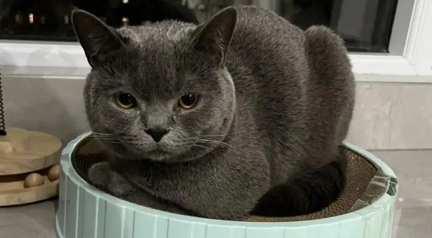 猫咪呕吐绿水是胆汁反流吗