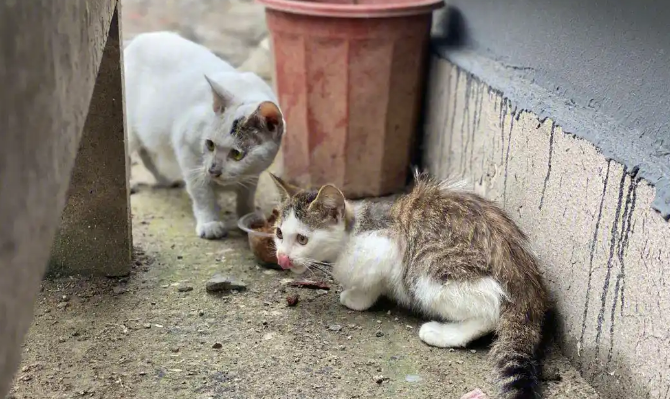 流浪猫渴望被收养吗？答案有些意外