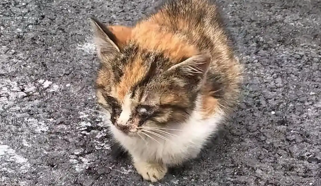 流浪猫的生存境况是如何的?看完,还忍心弃养你的猫吗? 流浪猫的生存境况是如何的?看完,还忍心弃养你的猫吗?