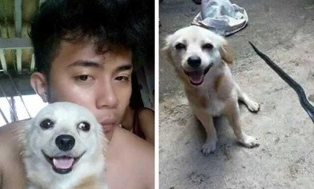 感动!为救主人与毒蛇拼了,忠犬露出胜利笑容后倒地亡 感动!为救主人与毒蛇拼了,忠犬露出胜利笑容后倒地亡