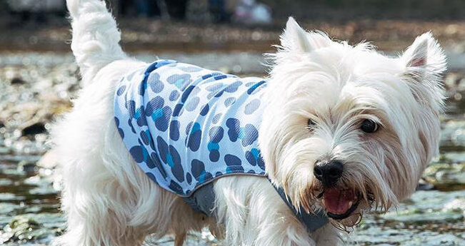 pebot宠物背心怎么样 pebot宠物背心怎么样