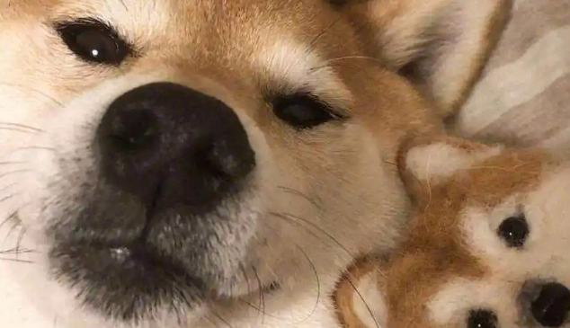 “柴犬”、“土狗”，傻傻分不清，5招教你正确区分！