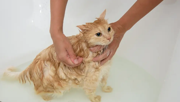 猫咪吐黄水吃什么药
