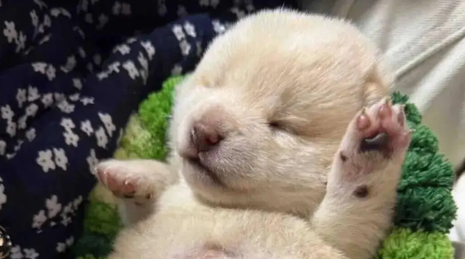 狗妈生完宝宝不会带,网友接手后…这和自己生的有什么区别 狗妈生完宝宝不会带,网友接手后…这和自己生的有什么区别