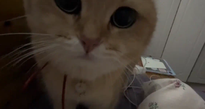 女子在家练弹舌，猫咪一脸担忧又疑惑。猫：治好了也是流口水 