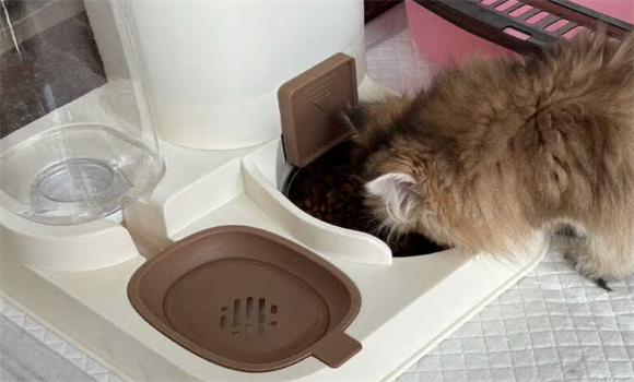 外出旅行宠物怎么办?京悠雨德国自动喂食器能解燃眉之急吗? 外出旅行宠物怎么办?京悠雨德国自动喂食器能解燃眉之急吗?