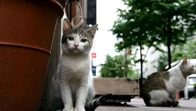 流浪猫的生存境况是如何的?看完,还忍心弃养你的猫吗? 流浪猫的生存境况是如何的?看完,还忍心弃养你的猫吗?