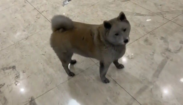 厨房着火,柴犬被熏黑。网友:灰太狼在哪买的 厨房着火,柴犬被熏黑。网友:灰太狼在哪买的