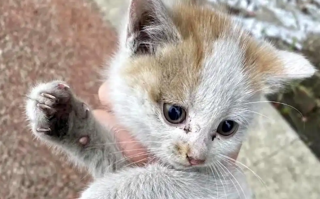 流浪猫赖在家门不走?留意它的4个行为,它在向你求助 流浪猫赖在家门不走?留意它的4个行为,它在向你求助