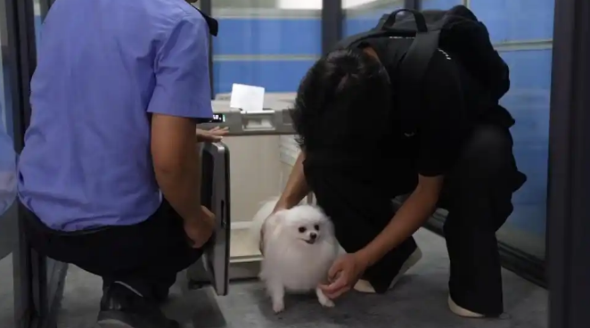 广西开通高铁宠物托运，首开南宁至成都、上海两条线路