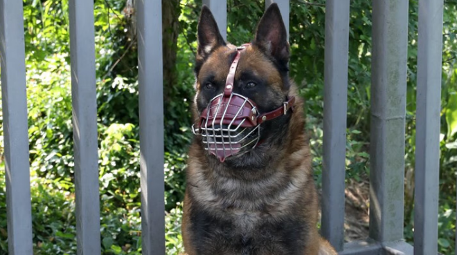 养狗用品推荐:犬喵犬句狗狗嘴套——养狗烦恼的“终结者” 养狗用品推荐:犬喵犬句狗狗嘴套——养狗烦恼的“终结者”