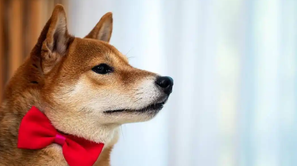 柴犬有这10个表现,说明它智商高! 柴犬有这10个表现,说明它智商高!