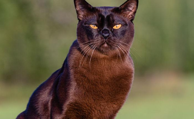 关于缅甸猫的训练特性与行为引导,可以了解一下 关于缅甸猫的训练特性与行为引导,可以了解一下