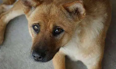 “柴犬”、“土狗”，傻傻分不清，5招教你正确区分！