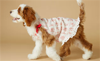 Kiyott狗狗衣服是定制的吗