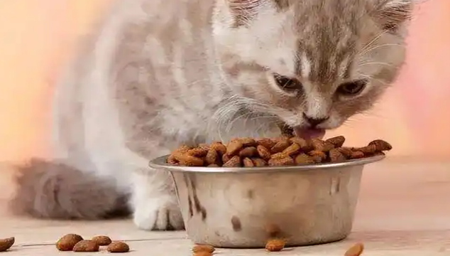 流浪猫渴望被收养吗？答案有些意外