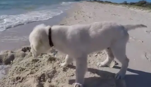 主人在沙滩把自己埋了,狗狗也想试试,下一秒发生的事狗狗无语 主人在沙滩把自己埋了,狗狗也想试试,下一秒发生的事狗狗无语