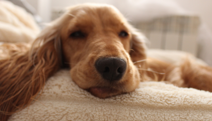 狗狗牙齿松动脱落是牙周病导致吗 狗狗牙齿松动脱落是牙周病导致吗