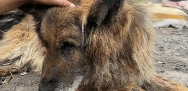 老狗看家护院一辈子,却被主人打断双腿送到了狗肉车上 老狗看家护院一辈子,却被主人打断双腿送到了狗肉车上