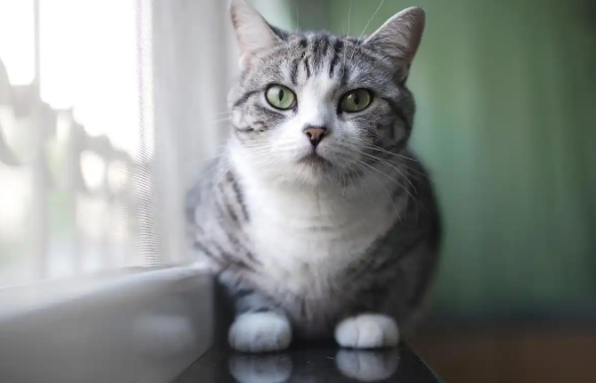 矮脚猫的寿命有多长？养护的好最高可达18岁