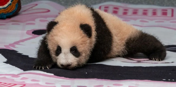 重庆动物园大熊猫“良月”幼仔满百天亮相 重庆动物园大熊猫“良月”幼仔满百天亮相