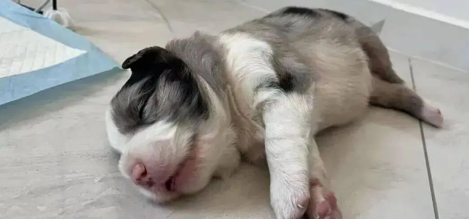 边牧妈妈生了个独生子，刚满月就胖到八斤，妥妥的巨婴啊