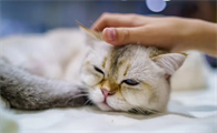 猫咪得了猫癣该怎么正确护理