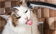 猫咪不爱喝水容易缺水怎么办