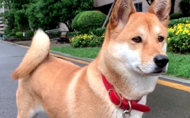 中华田园犬的护主天性：刻在基因里的忠诚守护