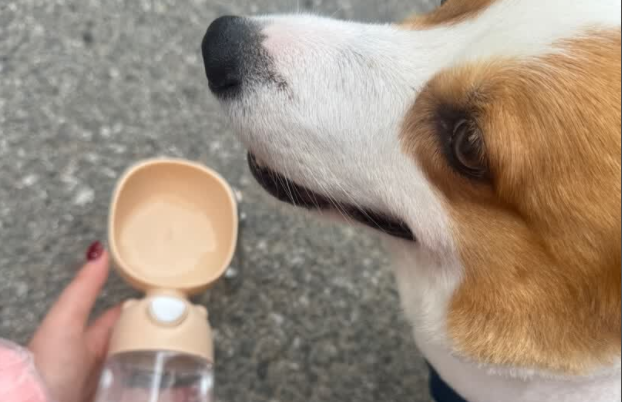 宠物水杯买哪个?润逸达:便携出行宠物喝水自由 宠物水杯买哪个?润逸达:便携出行宠物喝水自由