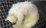 猫咪黄疸是怎么引起的