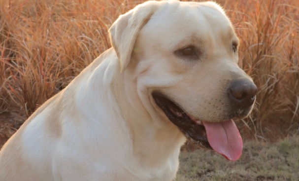 全球首个宠物基因身份证系统落地,让理赔更简单 全球首个宠物基因身份证系统落地,让理赔更简单