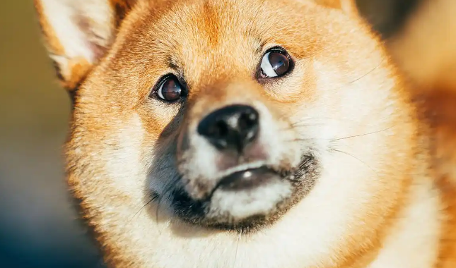 想买一只柴犬幼犬,最便宜的要花多少钱? 想买一只柴犬幼犬,最便宜的要花多少钱?