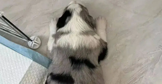 边牧妈妈生了个独生子，刚满月就胖到八斤，妥妥的巨婴啊