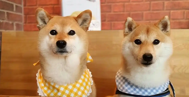 养公柴犬和养母柴犬的区别,过来人:这对比太真实了! 养公柴犬和养母柴犬的区别,过来人:这对比太真实了!